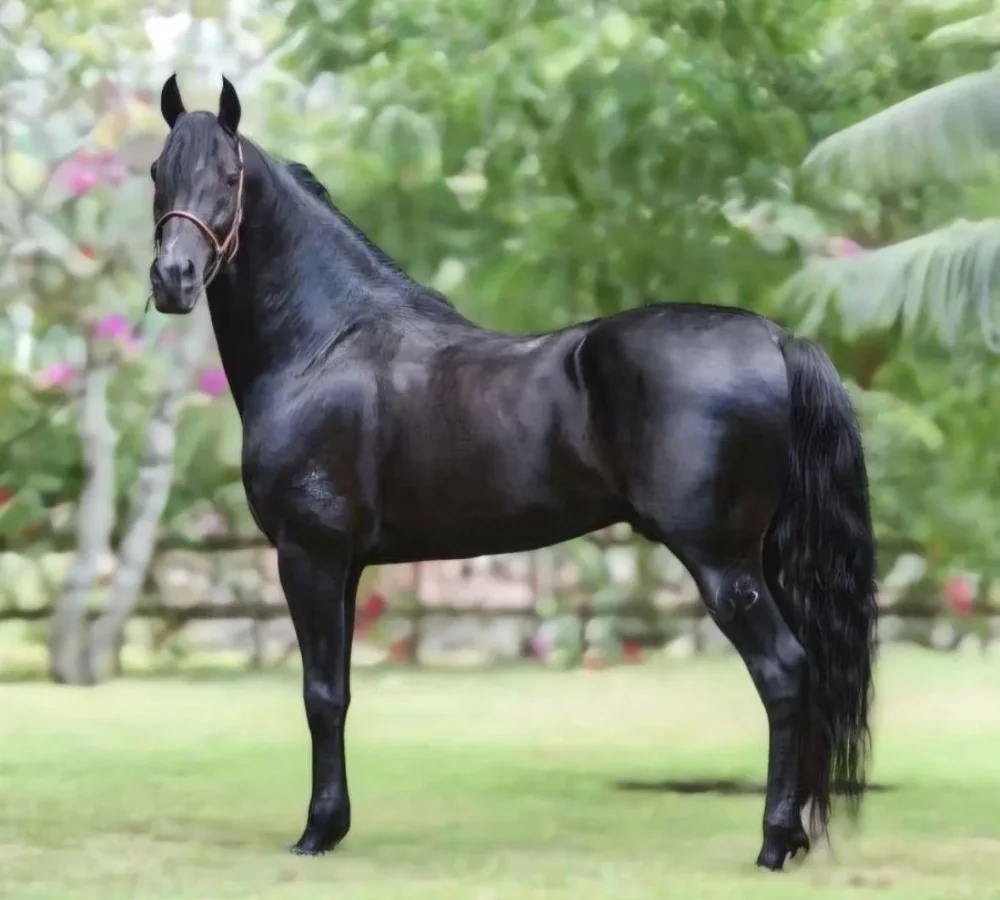 Cavalo Mangalarga Marchador do plantel